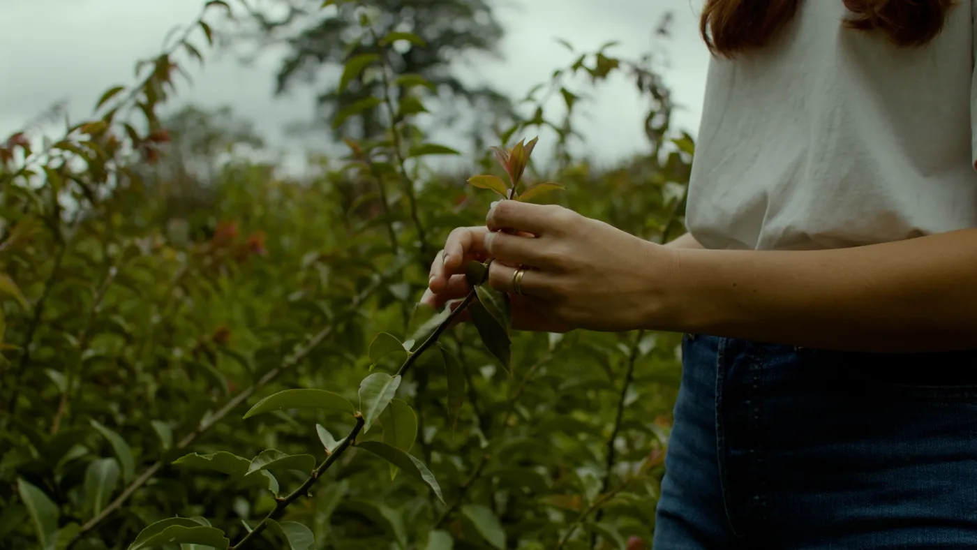 Hands holding an ora pro nobis stem with leaves