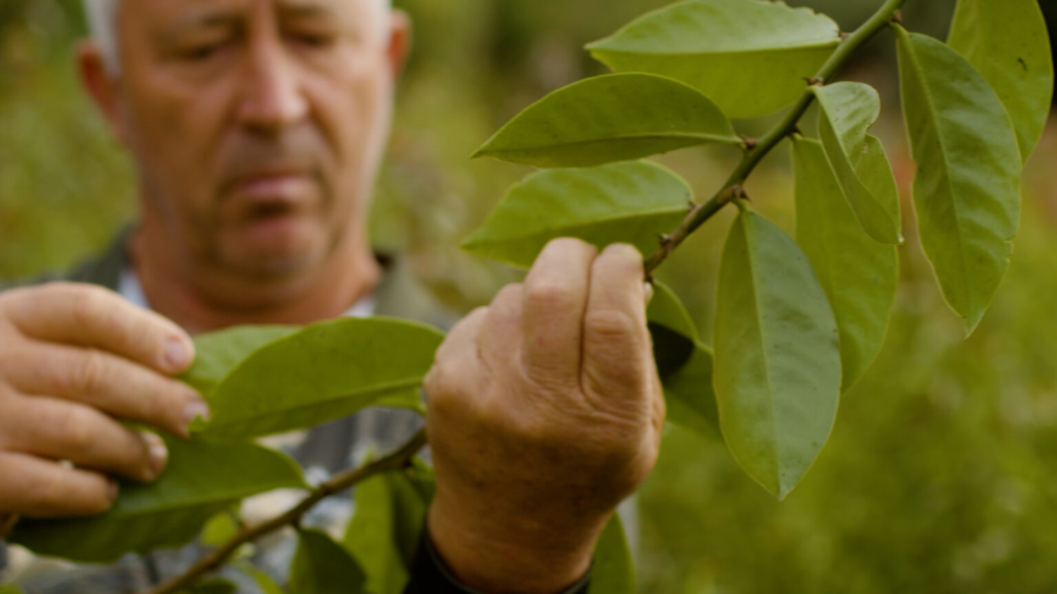 Checking ora pro nobis leaves in the field