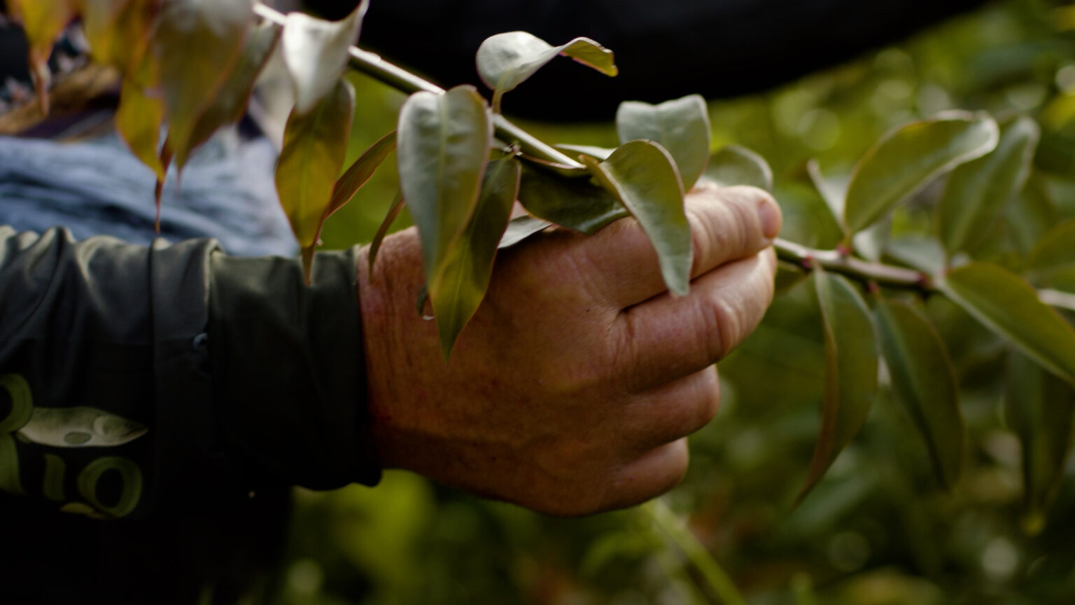 Hands holding a branch of ora pro nobis