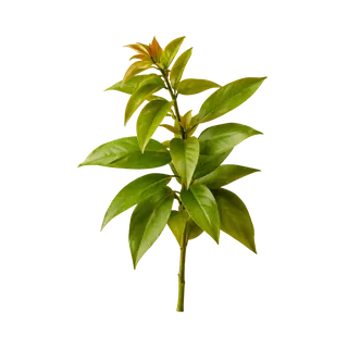 Fresh ora pro nobis plant