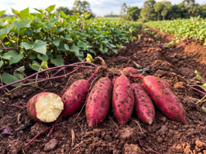 Freshly harvested Rubissol sweet potatoes on the soil in a field